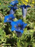 Enzian, Seidelbast & Co: Frühlingsspaziergang durch das Alpinum