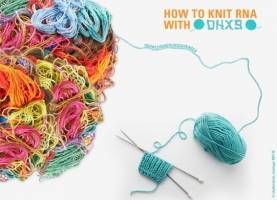 Enzym hält 'springende Gene' in Schach