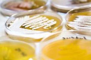 Erbinformation von Bakterien erm�glicht neue Arzneistoffe