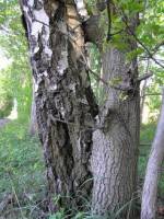 Erbinformation wandert von Pflanze zu Pflanze