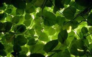 Erfolgreiche Eindringlinge