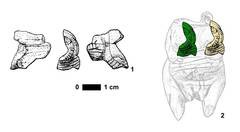 1) Verziertes fig�rliches Fragment aus dem Hohle Fels. 2) Anhand der ,,Venus vom