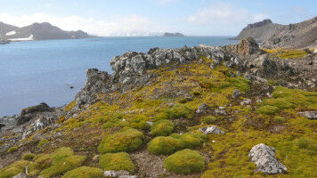 Evolution für die Hosentasche