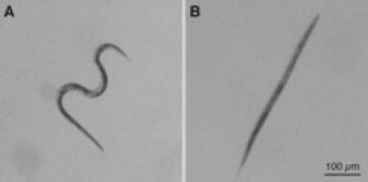 Fadenw�rmer �berstehen mit Hilfe von Zucker extreme Trockenheit