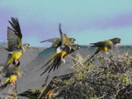 Farbenfrohe Grenzg�nger: Felsensittiche haben vor 120.000 Jahren die Anden �berquert