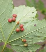 Pflanzengallen am Ahornblatt     ,,Seidenknopfgallen