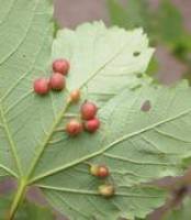 ,,Faszinierende Welt der Pflanzengallen