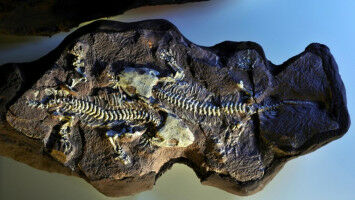 Fenster zur fr�hen Evolution der Landwirbeltiere