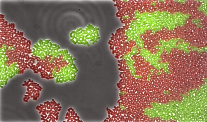 Mit Fluoreszenzmikroskopie erhält man Einblicke in das mikrobielle Wachstum von