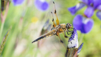 Franz�sisch und Italienisch als Kultursprachen