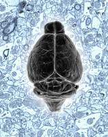 Freier Weg zum Schaltplan des Gehirns