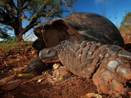 Galapagos-Schildkröten zählen zu den wandernden Tierarten