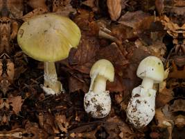 Gefährliche Verwechslung: Warum dieser Pilz tödlich sein kann
