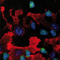 Gef��regeneration: Wie sich Wunden schlie�en