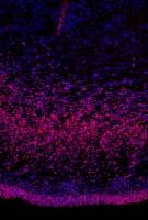 Gehirnevolution: Menschliche Nervenstammzellen stimulieren sich selbst