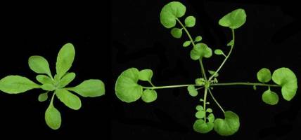 Gen für gefiederte Blätter