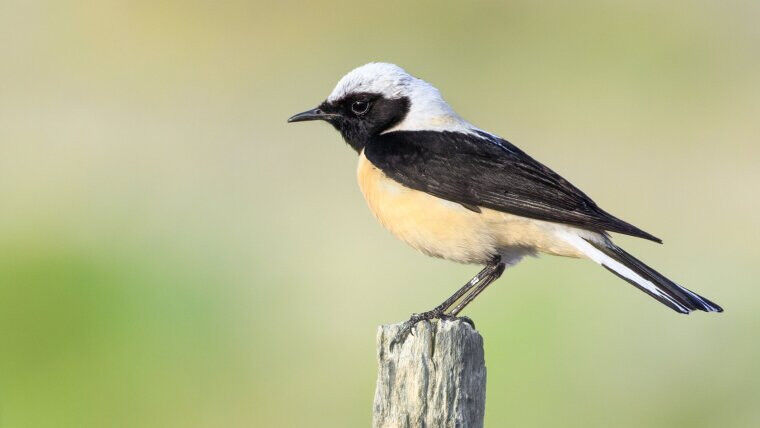Male Eastern black-eared wheatear (Oenanthe melanoleuca) of the black-throated p