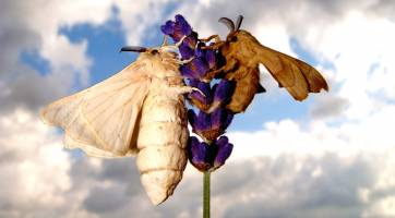 Gezüchtete Seidenspinner riechen schlechter