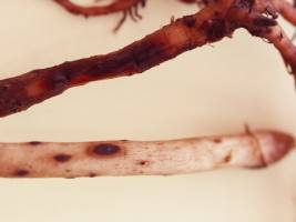 Gift in Bananenwurzeln tötet Schädlinge