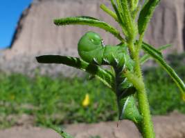 Giftiger Atem hält Spinnen fern