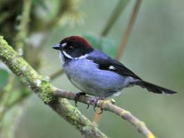 Gleichzeitige Brut und Mauser verringert Fitness