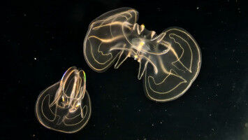 Göttingen Research Images of the Year