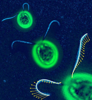 Die Gr�nalge ist ein Mikro-Brustschwimmer. Mechanische Kr�fte halten ihre beiden