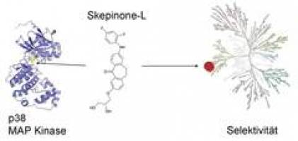 Grundlage f�r neue Entz�ndungshemmer