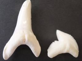 Hart wie ein Haizahn