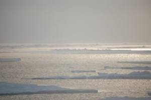 Hoffnung für arktisches Meereis