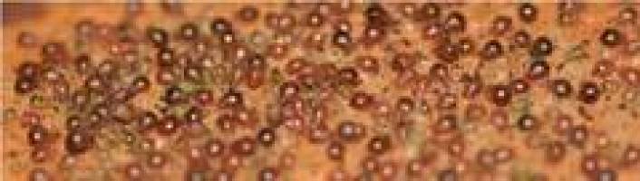 Hornmilben: Winzig, schmackhaft und schwer bewaffnet