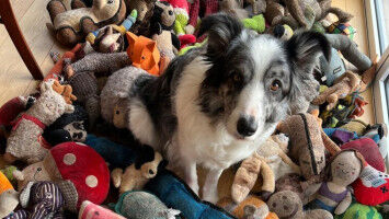 How some dogs become �word geniuses�