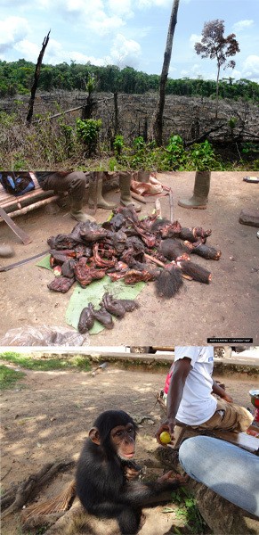 Die zunehmende Zerst�rung ihrer Habitate, die Buschwildjagd und der illegale Han