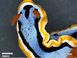 Physics - Impressionist sea slugs - MPG Impressionist sea slugs