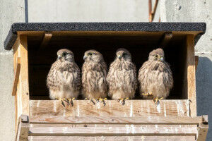 Jedem Max-Planck-Institut sein Biotop