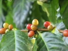 Kaffee, Kola & Co: pflanzliche Wachmacher