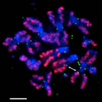 Kinetochore bevorzugen stille DNA-Abschnitte des Chromosoms