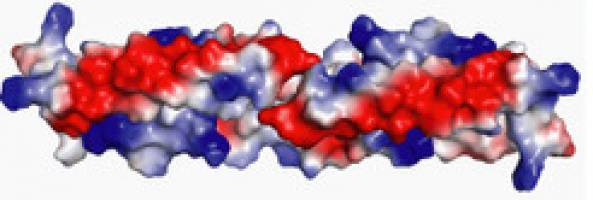 Kleinste Selbsttötungseinheit der pflanzlichen Immunabwehr identifiziert