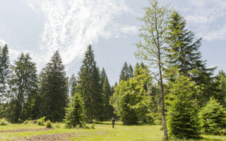 Klimawandel gefährdet den europäischen Wald