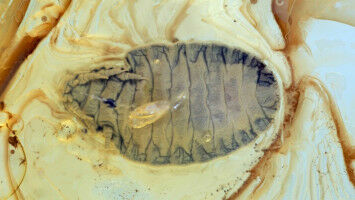 Kristalline Weltraumskulpturen im Frommannschen Garten