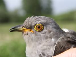 Kuckucke bleiben auf Kurs