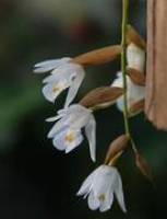 Leben in luftigen H�hen: Anpassung von Lianen und Epiphyten