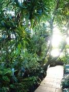 Blick in das Tropicarium des Botanischen Gartens der Universit�t T�bingen. Foto: