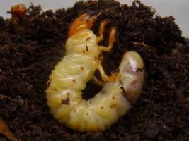 Löwenzahn schützt sich mit Latex vor Maikäfer-Larven