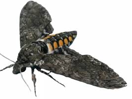 Mottenweibchen riechen den besten Eiablageplatz