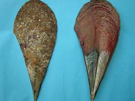 Musterkristalle in der Muschel