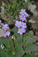 Natur als Vorbild: Aktive Doppelschicht-Strukturen aus Intelligenten Polymeren