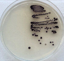 Natur als Vorbild: Neuartige Wirkstoffe effektiver produzieren