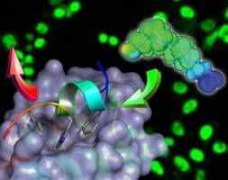 Neue Rolle für Gallensäure in der Krebsabwehr?