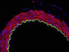 Neuer Rezeptor für die Kontrolle des Blutdrucks entdeckt
